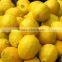 Factory price vegetable/fruit dryer and vibration machine/potato drying machine