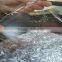 Waterproof Roof Membrane Price, Waterproof Membrane For Bathroom Floors