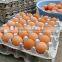 efficient pulp small machine making egg tray