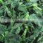 IQF Spinach Leaf IQF with good quality for sale