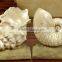white seashell cute resin bookend for bookroom