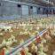 Automatic poultry farm broiler equipment for chicken broiler
