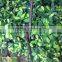 Black tonkin bamboo cane/pole
