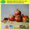 100%Natural ellagic acid 40% pomegranate bark extract powder