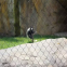 Stainless Steel Rope Cable Balcony Wire Woven Mesh Zoo Bird Aviary Netting