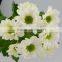 Best quality useful white chrysanthemum flowers