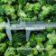 Frozen broccoli 4-6cm 2015 new crop
