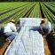 UV treated biodegradable non woven weed control fabric, weed mat