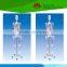 With colored muscle and ligament adult whole body skeleton model for student or doctor