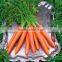 specifications of fresh carrots from Chinese carrot supplier
