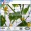 Cucumber Plant Climbing Support Net