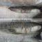 New Coming Best Quality Frozen Fish Giant Gutted Mullet