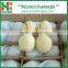 China good price ya pear /2016 new ya pear prices