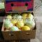 Fresh Lemon Exporter