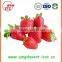 15-25 mm A13 High quality Fresh Strawberry