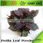 professional supplier pure organic Folium perilla leaf powder
