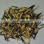 Tagetes patula flower seeds