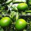 Citrus Aurantium Extract Pure Neohesperidin
