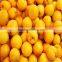 stianless steel peach pitting machine/peach stoning machine/fruit pitter
