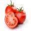 Early Maturity Hybrid Tomato Seeds Best Quality for Plant