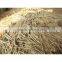 MF0024 FRP fiber glass pultrusion profile, FRP rod, GRP glass fiber stick
