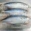 HACCP Mackerel Fish