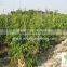 Ficus longifolia