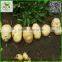 Potato seeds / Holland potato seeds