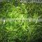 Sinocharm Frozen vegetable  BRC A approved Fresh 5cm IQF Frozen Coriander Cut