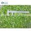 Good Quality Frozen Green Healthy Peeled Fava Broad Bean