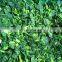 Sinocharm New Season Organic vegetables 30-50mm IQF Cut Spinach Frozen Spinach