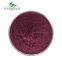 Plant Factory Hot Sale Low Price No Additives Food Grade Natural Elderberry Extract