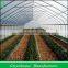 Popular Vegetable Tunnel Greenhouse