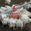 Poultry farming equipment peradarstvo oprema