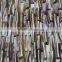 shell teeth supplied on mesh,shell bone