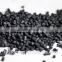 Thermoplastic Low Smoke Halogen-free( LSZH ) Flame Retardant Sheath/Jacket Compound for wire and cable