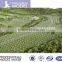 High quality handmade 1:1000 scale master planning miniature model