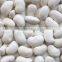 larger white kidney beans with excellent quality HOT SALE