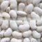 large white kidney beans with good appearance