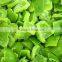 IQF Frozen green papper diced with good quality
