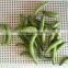 Vaccum Fried VF dried Green Beans Crisps for sale