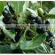 LAUREL BERRY OIL 100 % PURE & NATURAL LAUREL SEED OIL