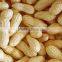 roasted chinese peanut in shell