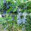 blue berry trees seedling