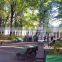 Easy to breed foliage plant Palace Graden Yard Green Landscape