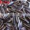 Chinese Confectionary Sunflower Seeds Wholesale Price