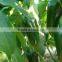 JP10 green bullet-head shape hybrid chilli seeds, chilli seeds