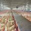Goldenest automatic egg collection system chicken nesting boxes factory price JCJ15-A02