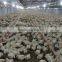 Automatic Poultry equipment/Broiler farm/Chicken pen