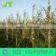 Wy-C098 Bamboo poles with best price